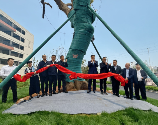 大泽湖校区举行百廿香樟古树名木保护牌揭牌仪式