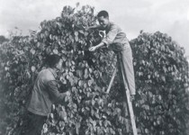 我校66届学生余中宁 (左一)在海南省收胡椒