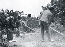 学生在农村劳动