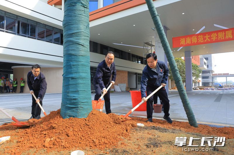 共同为大泽湖校区植下一片新绿。 均为长沙晚报通讯员梁文婷摄